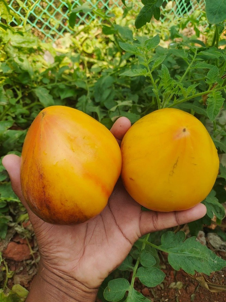 Real heirloom tomatoes from our garden